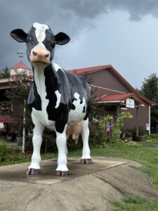 Great Country Farms is a Loudoun County favorite, and the cow statue is iconic.