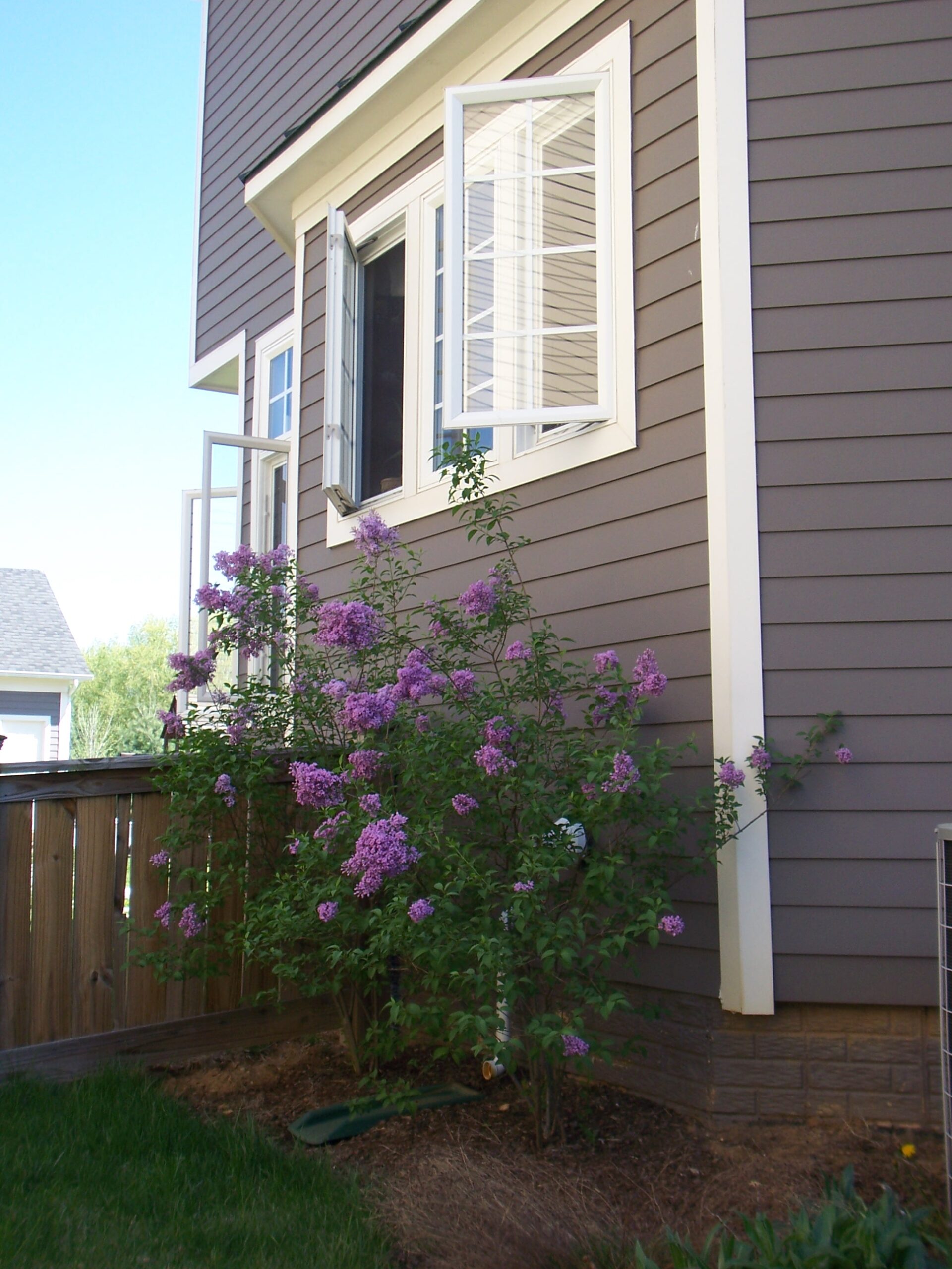 Blooming purple lilac bush beside a house in Loudoun County, Virginia